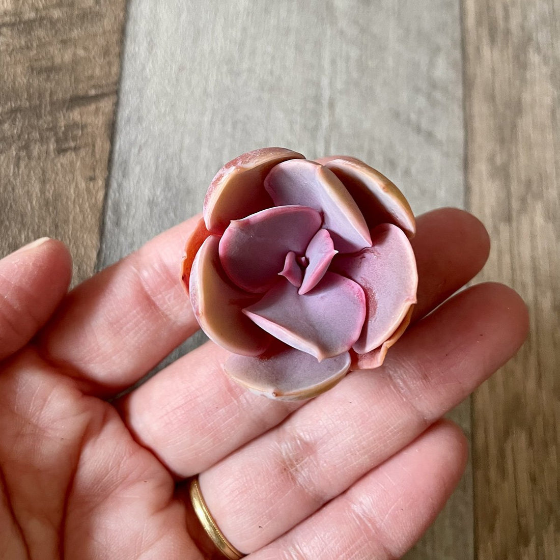 *新入荷*  パールフォンニュルンベルク  Perle Von Nurnberg - 多肉植物の通販 tawawa