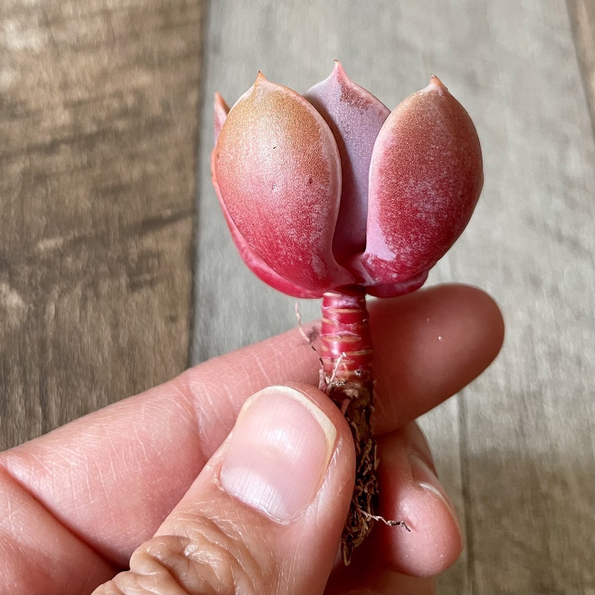 ＊新入荷＊ 　パールフォンニュルンベルク 　Perle Von Nurnberg - 多肉植物の通販 tawawa