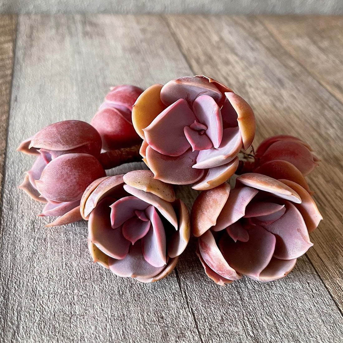*新入荷*  パールフォンニュルンベルク  Perle Von Nurnberg - 多肉植物の通販 tawawa