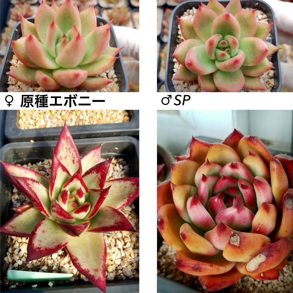ペトロールズ　Petrols - 多肉植物の通販 tawawa