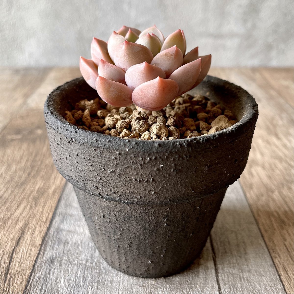 ＊新入荷＊ 　ピンクプリティ Pink Pretty - 多肉植物の通販 tawawa