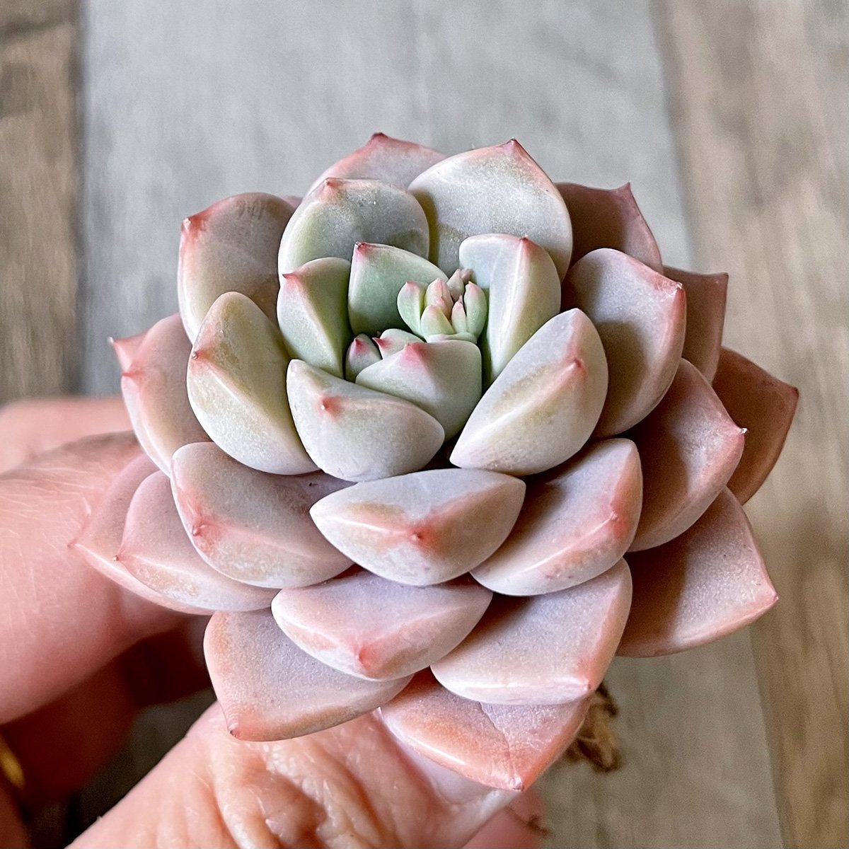 ＊新入荷＊ 　ピンクプリティ Pink Pretty - 多肉植物の通販 tawawa