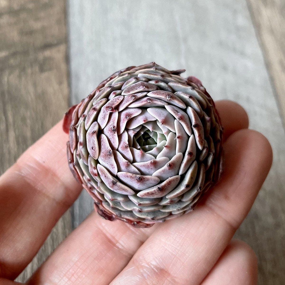 ピンウィール　Pinwheel - 多肉植物の通販 tawawa