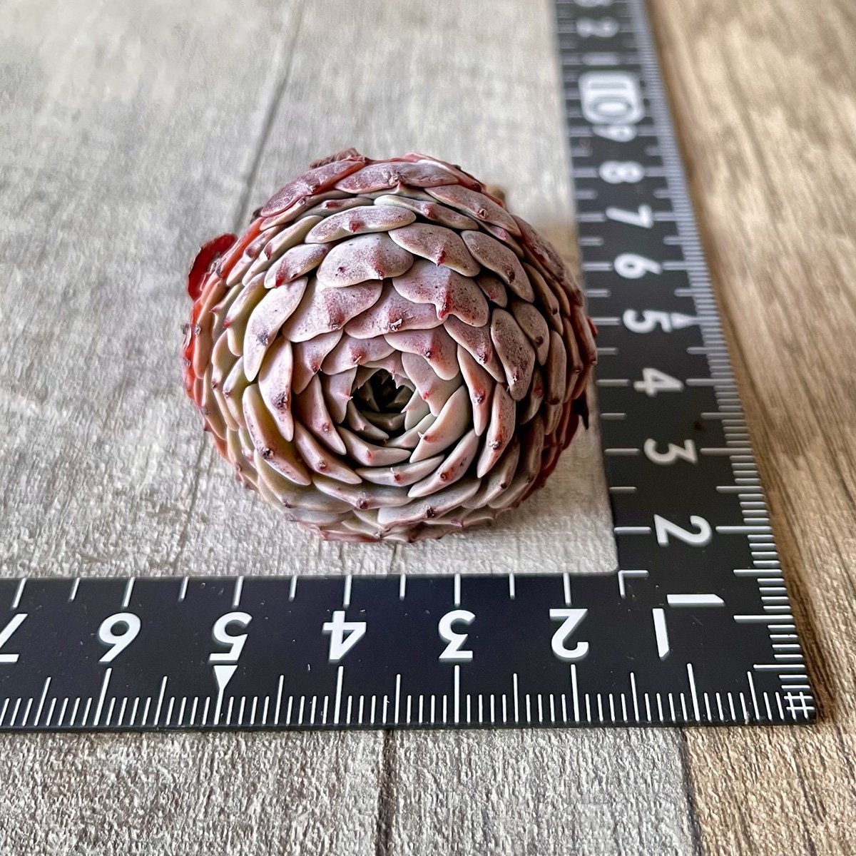ピンウィール　Pinwheel - 多肉植物の通販 tawawa