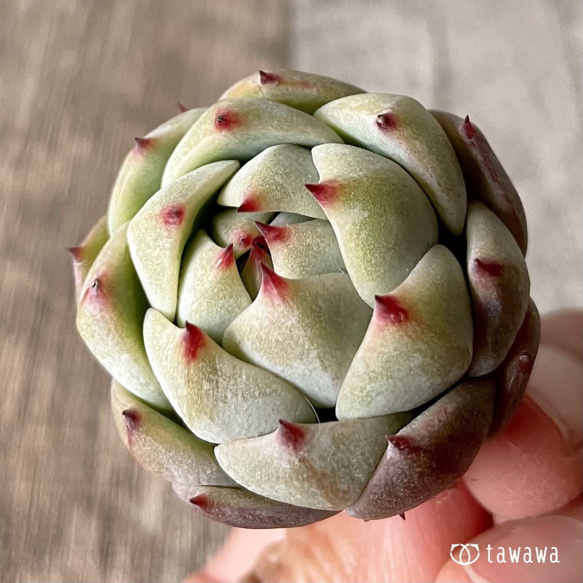 ＊新入荷＊　プリズム - 多肉植物の通販・販売サイト tawawa