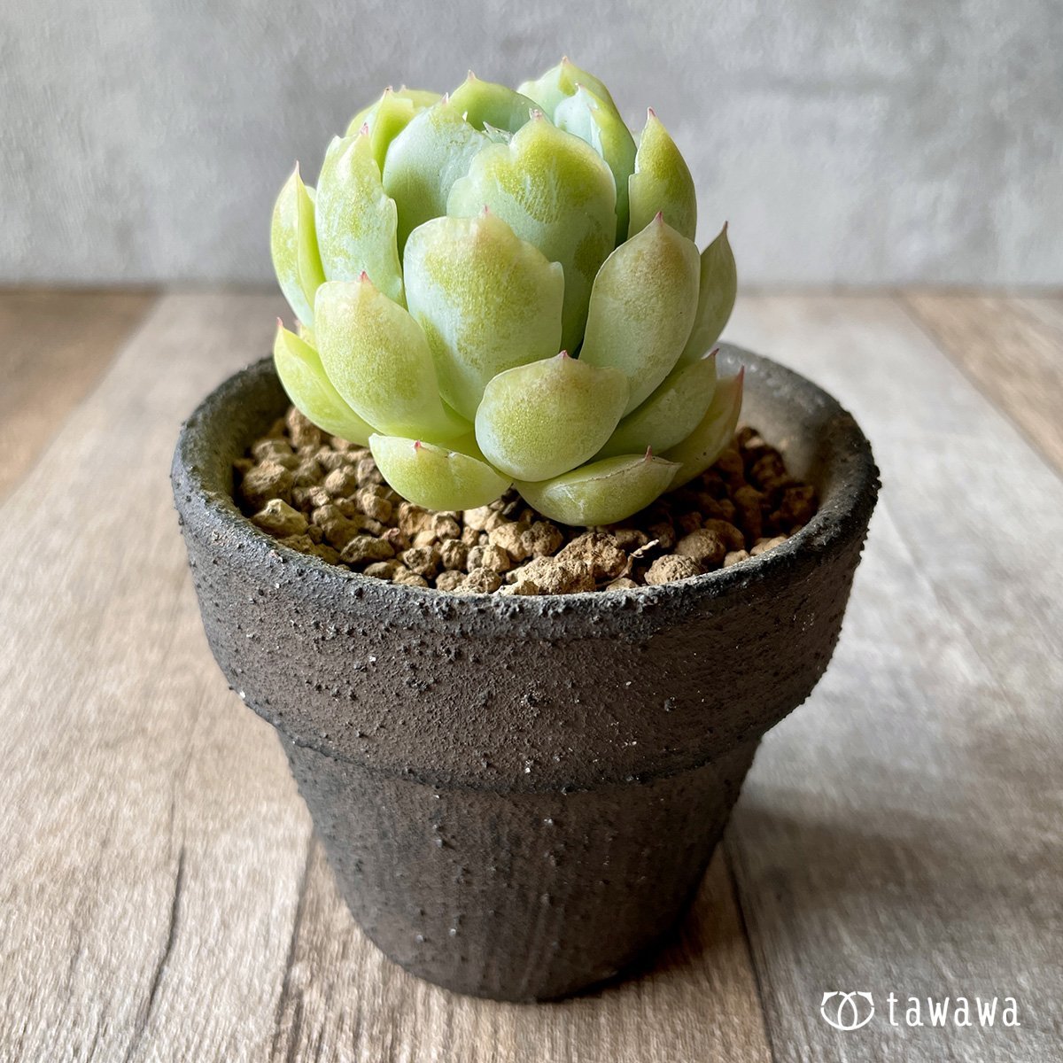 ＊新入荷＊　クリームベリー - 多肉植物の通販・販売サイト tawawa