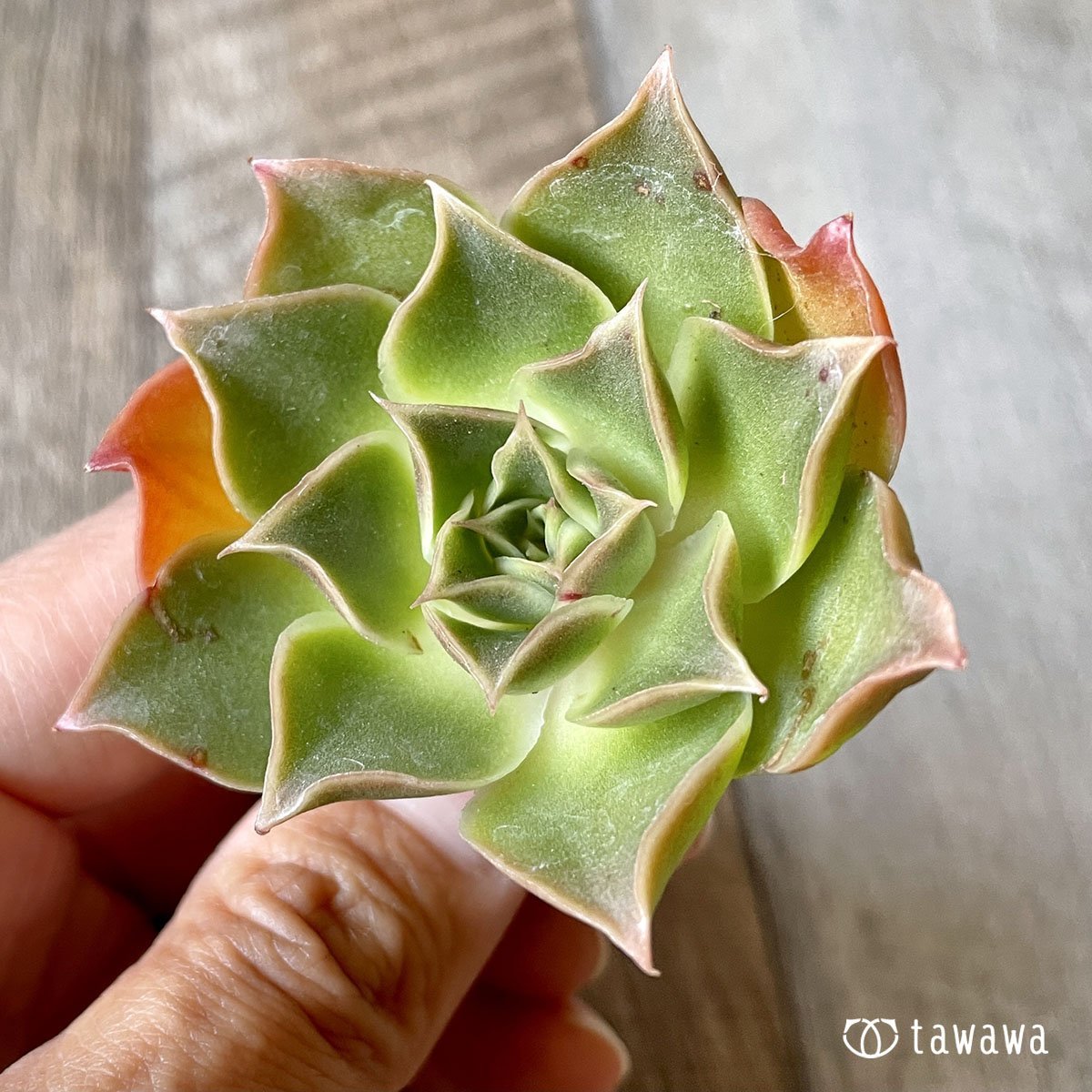 ＊新入荷＊　ビューティーブロッサム - 多肉植物の通販・販売サイト tawawa