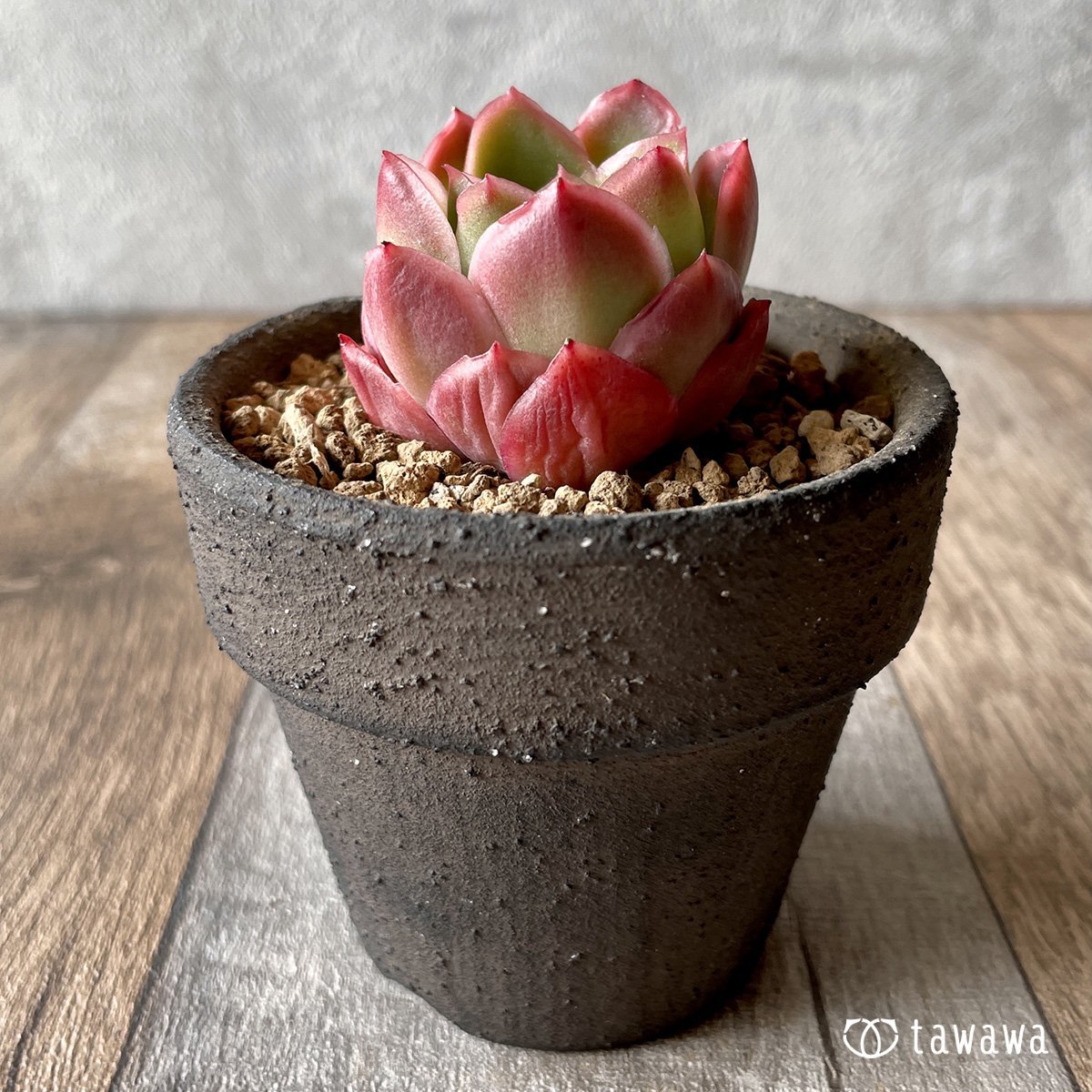 ＊新入荷＊　ハイリー - 多肉植物の通販・販売サイト tawawa