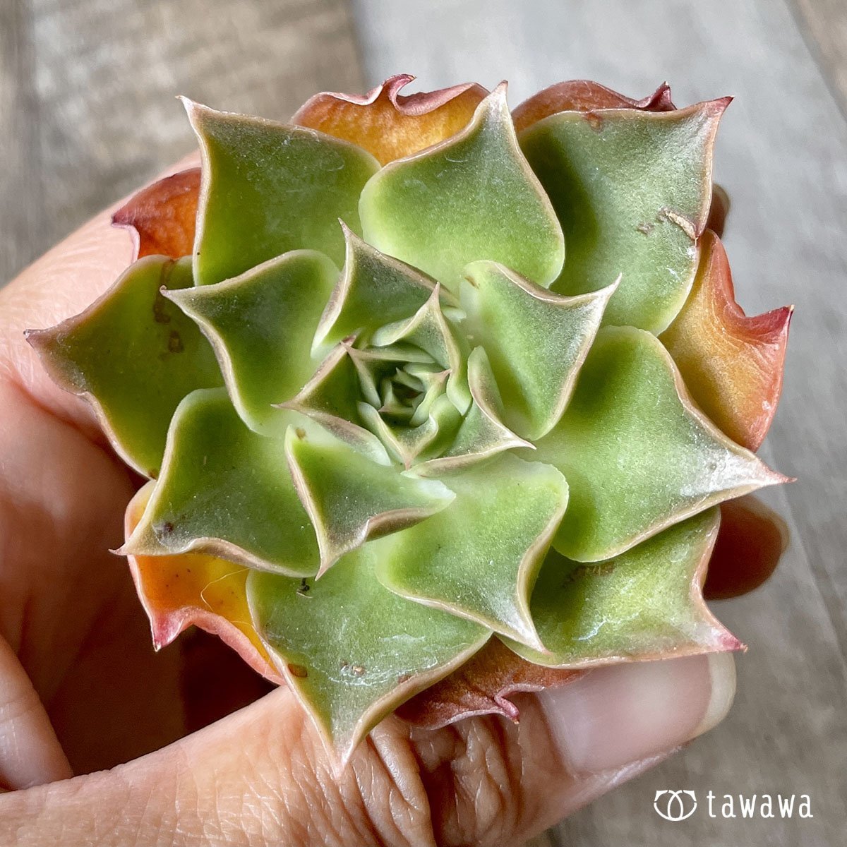 ＊新入荷＊　ビューティーブロッサム - 多肉植物の通販・販売サイト tawawa