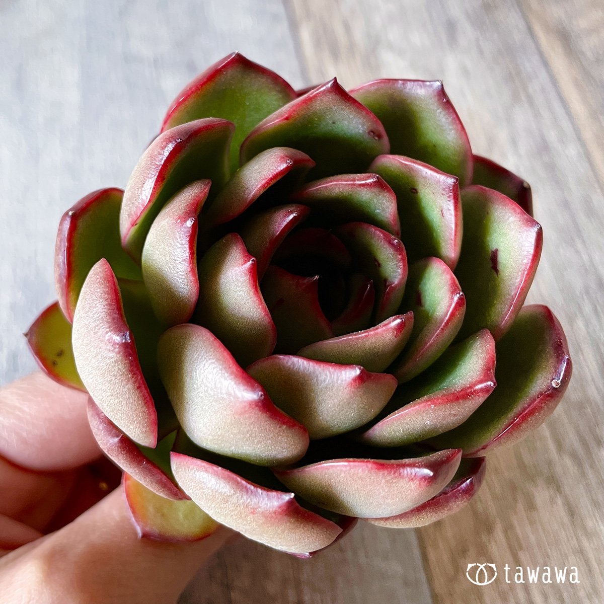 ＊新入荷＊　レッドイーグル - 多肉植物の通販・販売サイト tawawa