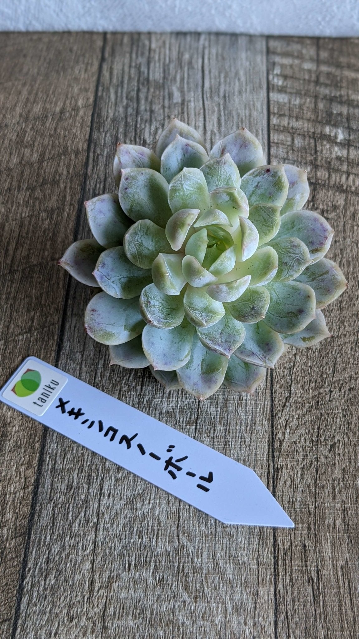 メキシコスノーボール大苗　 - 多肉植物の通販 taniku
