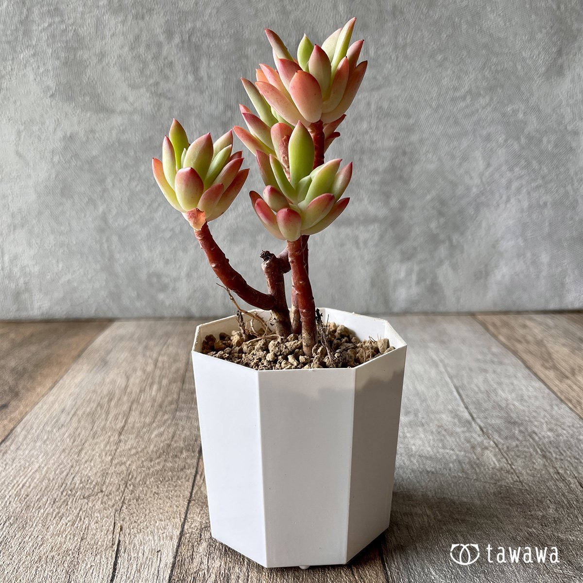＊新入荷＊　ミニベル群生 - 多肉植物の通販・販売サイト tawawa