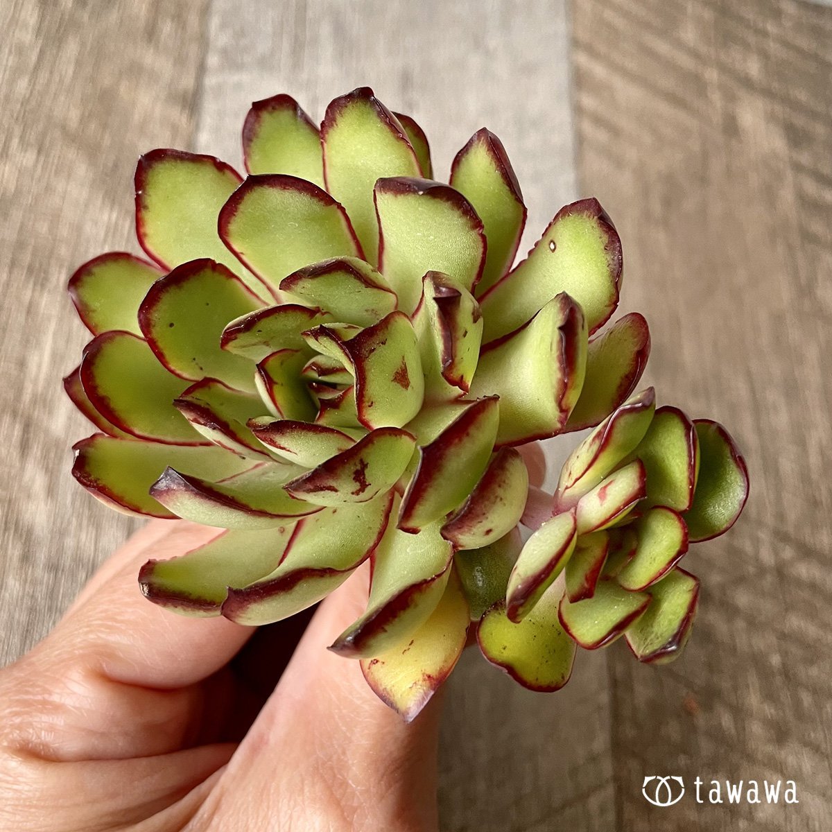 ＊新入荷＊　メキシコポルデンシス - 多肉植物の通販・販売サイト tawawa