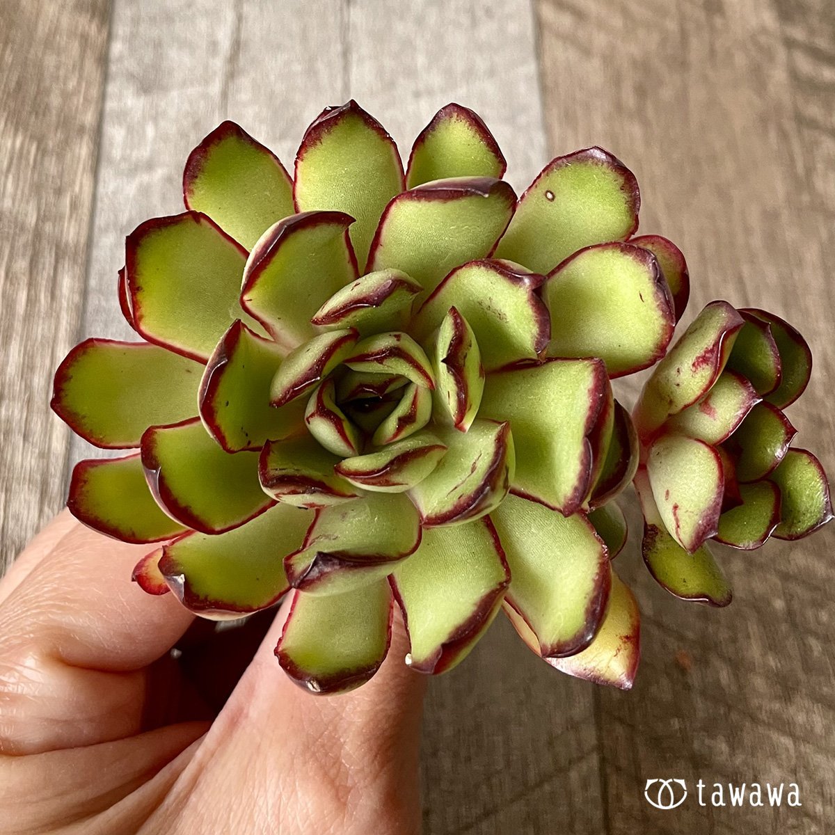 ＊新入荷＊　メキシコポルデンシス - 多肉植物の通販・販売サイト tawawa