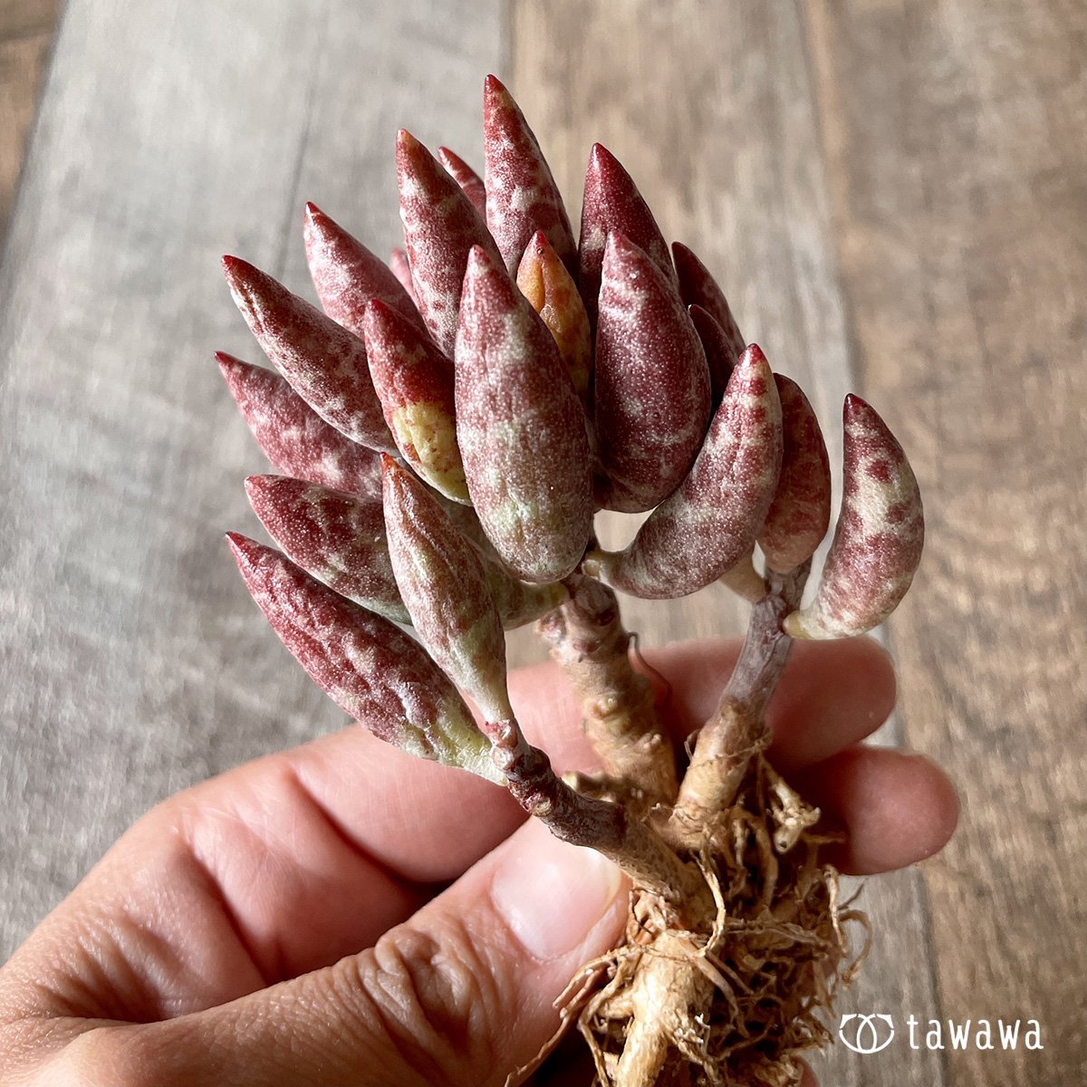 ＊新入荷＊　赤い卵 - 多肉植物の通販・販売サイト tawawa