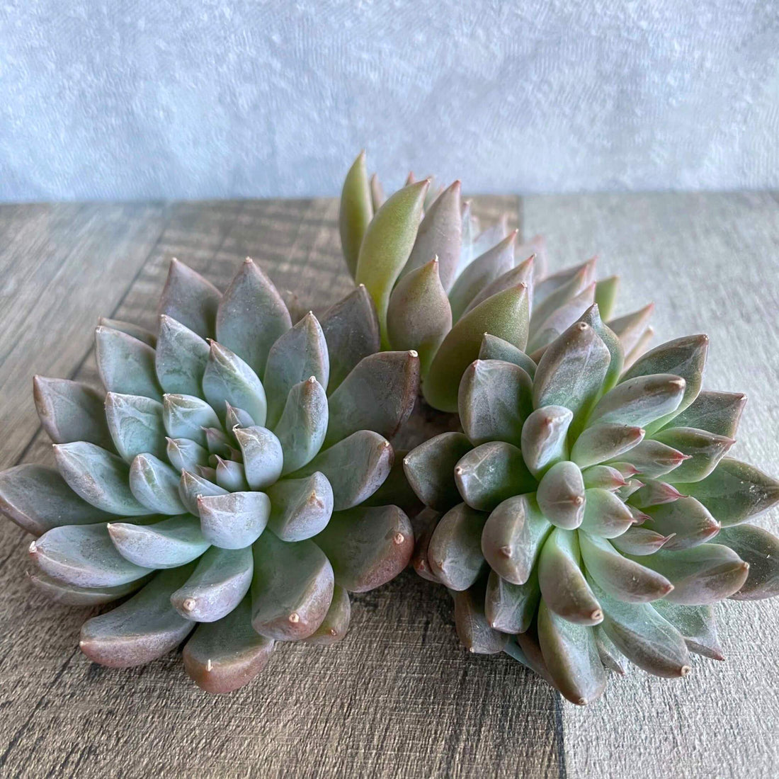 オーストラリア トリマネンシス - 多肉植物の通販 tawawa