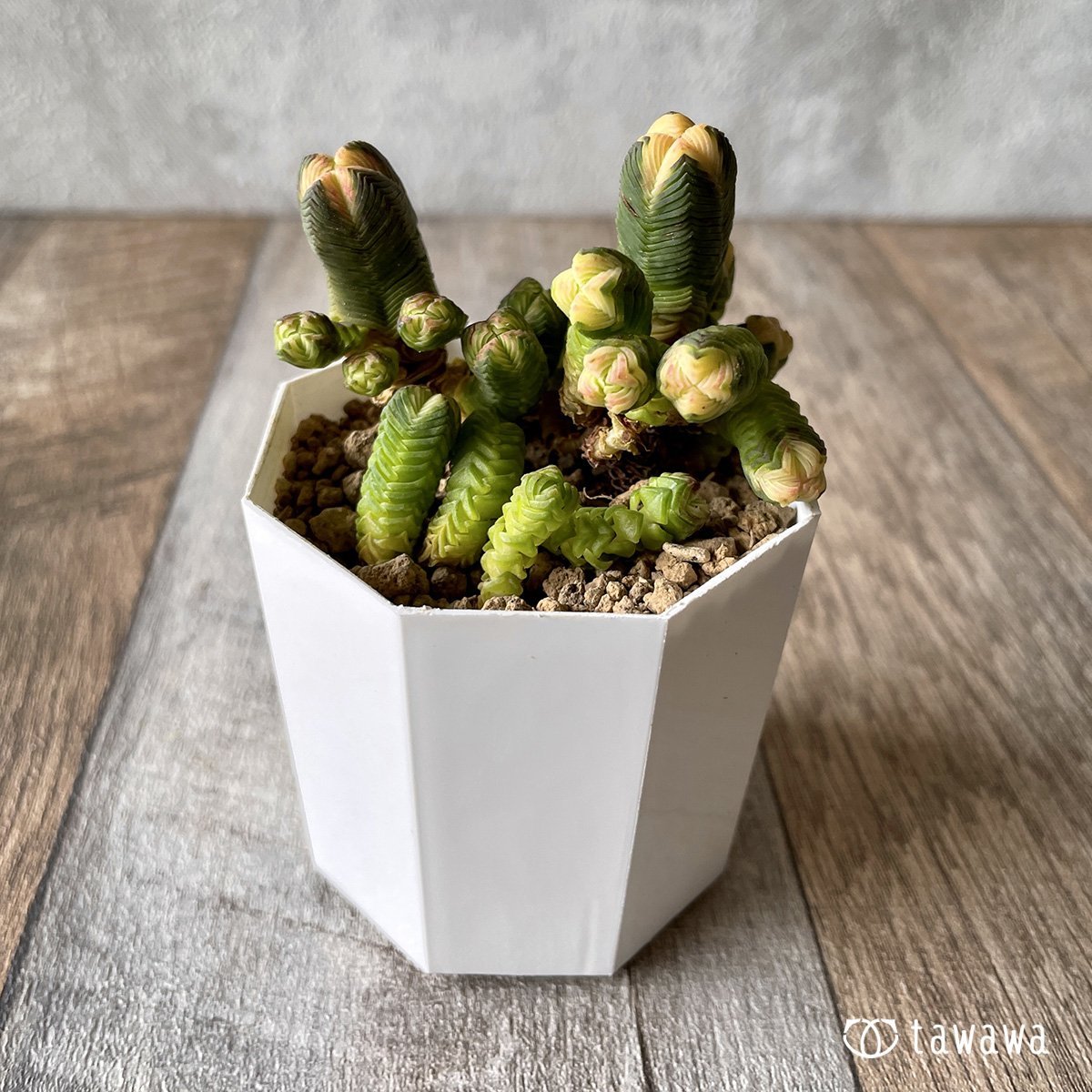 ＊新入荷＊　ミニブッダテンプル　 - 多肉植物の通販・販売サイト tawawa