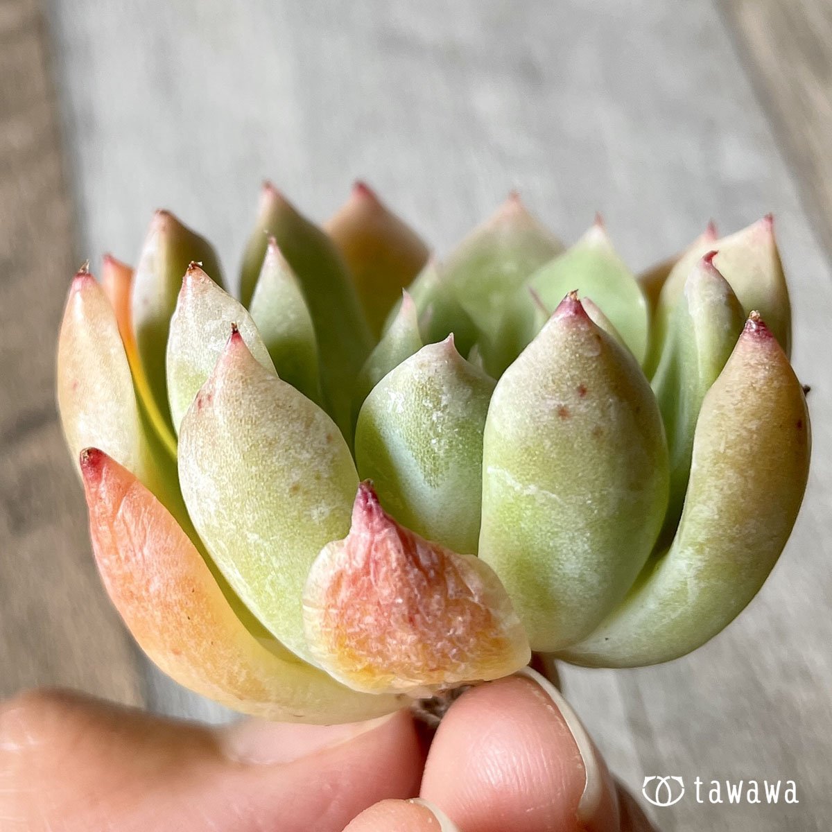 ＊新入荷＊　エスティーボ - 多肉植物の通販・販売サイト tawawa