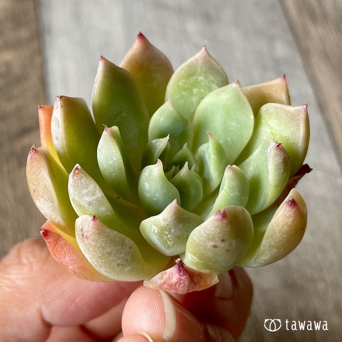 ＊新入荷＊　エスティーボ - 多肉植物の通販・販売サイト tawawa