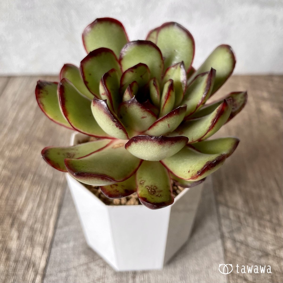 ＊新入荷＊　メキシコポルデンシス - 多肉植物の通販・販売サイト tawawa