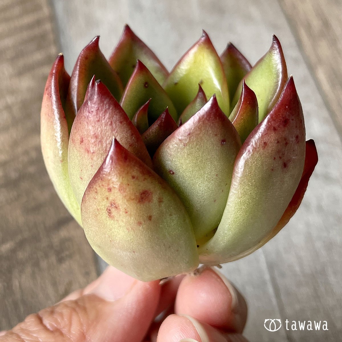 ＊新入荷＊　ユートピア - 多肉植物の通販・販売サイト tawawa