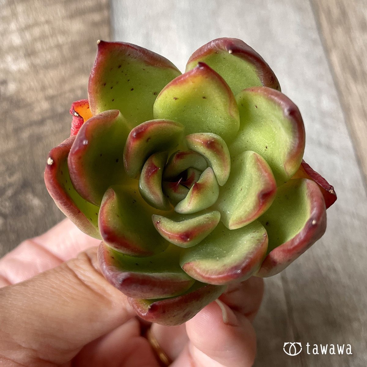 ＊新入荷＊　ユートピア - 多肉植物の通販・販売サイト tawawa