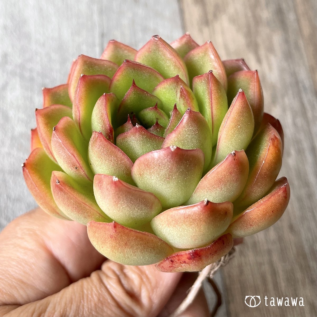 ＊新入荷＊　アイスエイジ - 多肉植物の通販・販売サイト tawawa