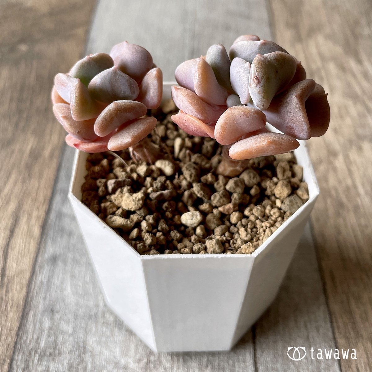 ＊新入荷＊　キュービックフロスト - 多肉植物の通販・販売サイト tawawa
