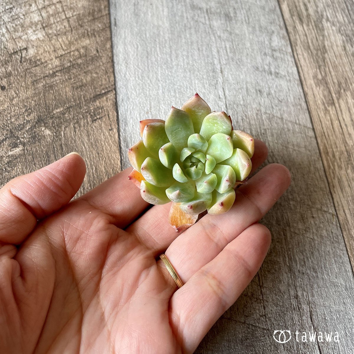 ＊新入荷＊　エスティーボ - 多肉植物の通販・販売サイト tawawa