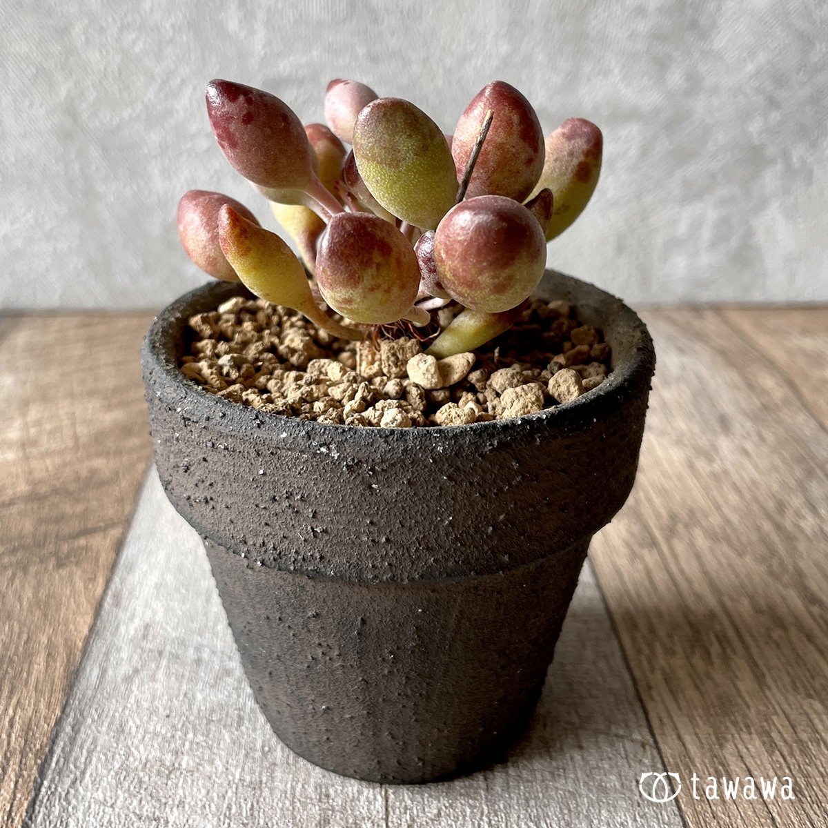 ＊新入荷＊　インディアンクラブ - 多肉植物の通販・販売サイト tawawa