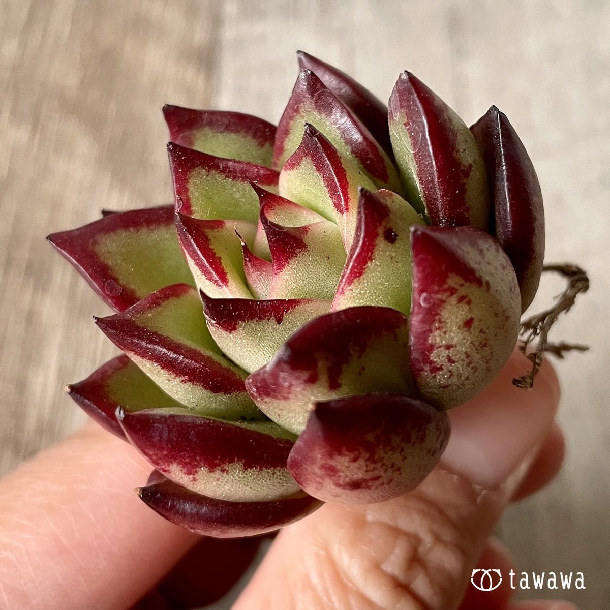 ＊新入荷＊　エッジライン - 多肉植物の通販・販売サイト tawawa