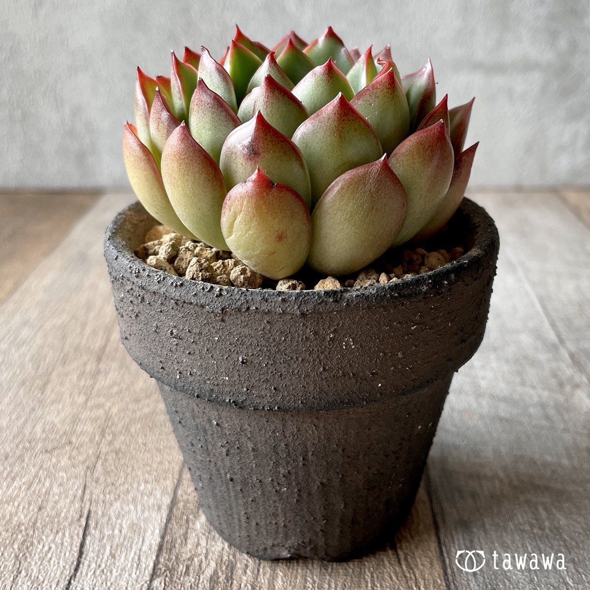 ＊新入荷＊　ルビースター - 多肉植物の通販・販売サイト tawawa