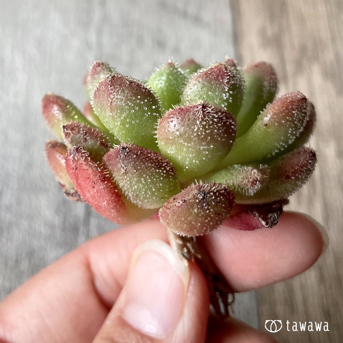 ＊新入荷＊　キャロル - 多肉植物の通販・販売サイト tawawa