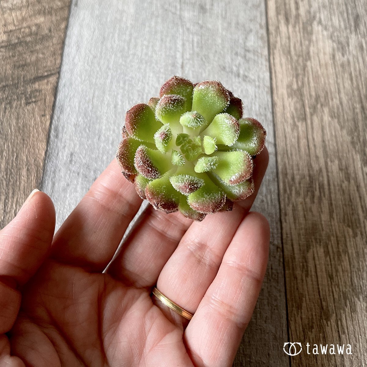 ＊新入荷＊　キャロル - 多肉植物の通販・販売サイト tawawa