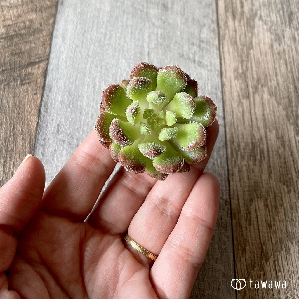 ＊新入荷＊　キャロル - 多肉植物の通販・販売サイト tawawa
