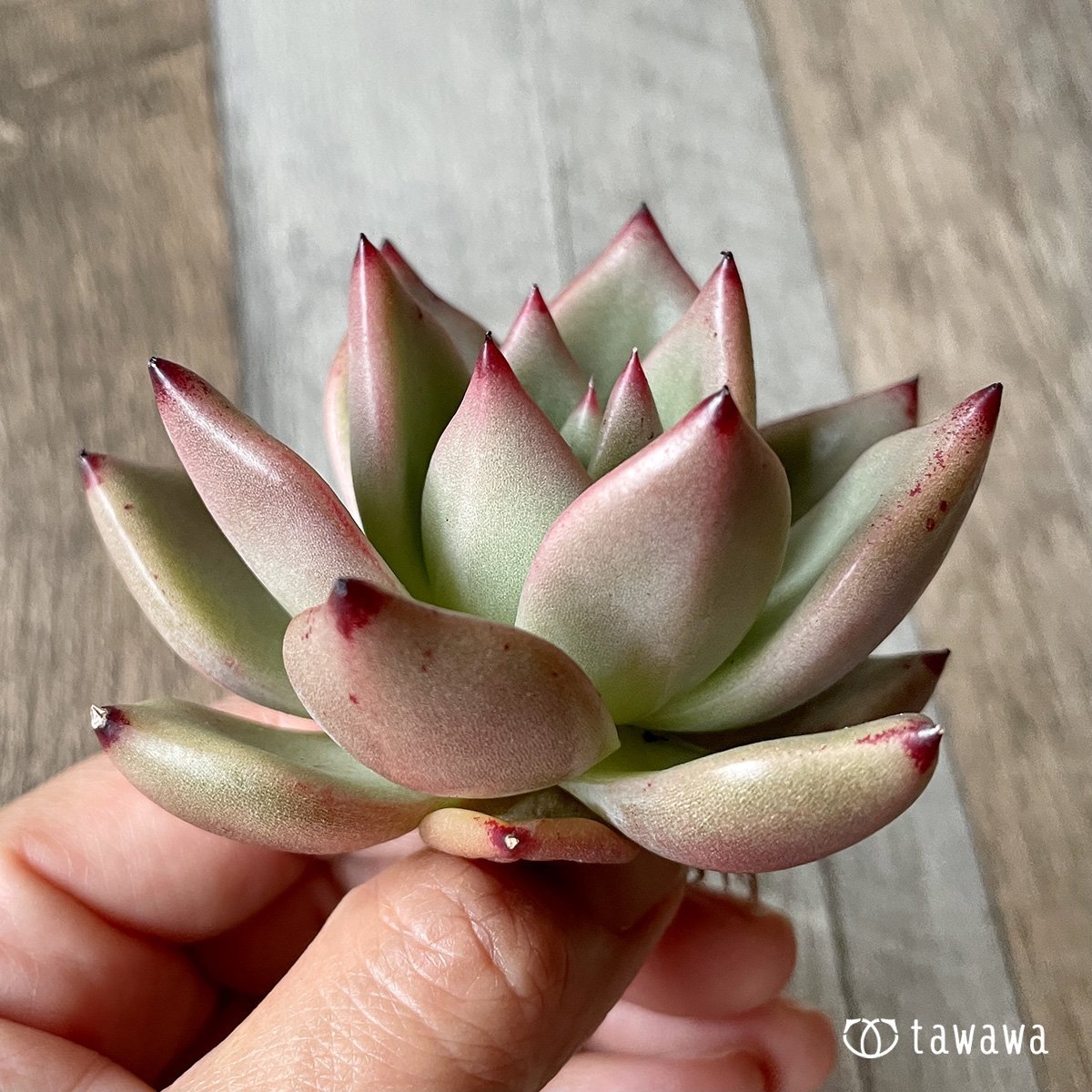 ＊新入荷＊　ミントラテ - 多肉植物の通販・販売サイト tawawa