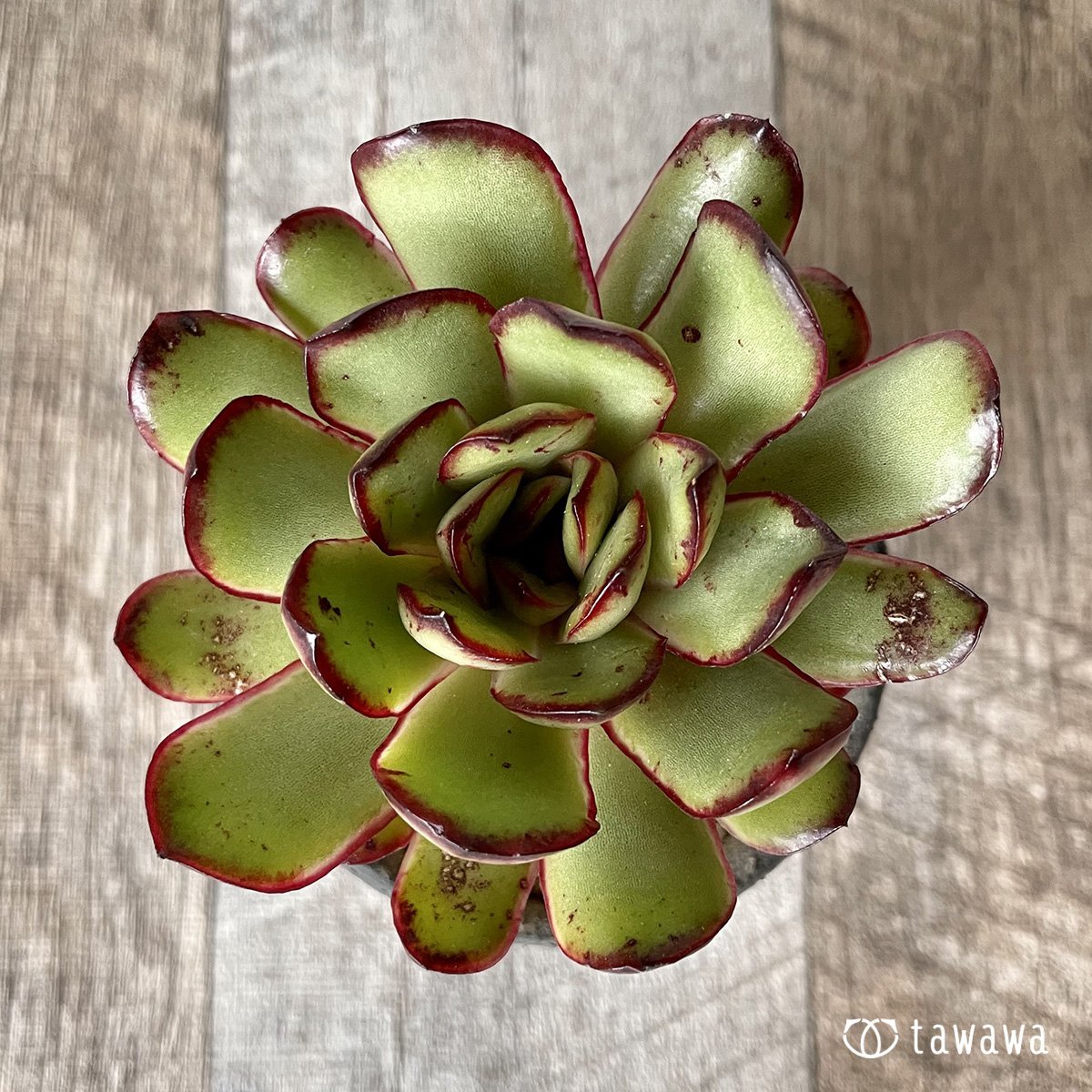 ＊新入荷＊　メキシコポルデンシス - 多肉植物の通販・販売サイト tawawa