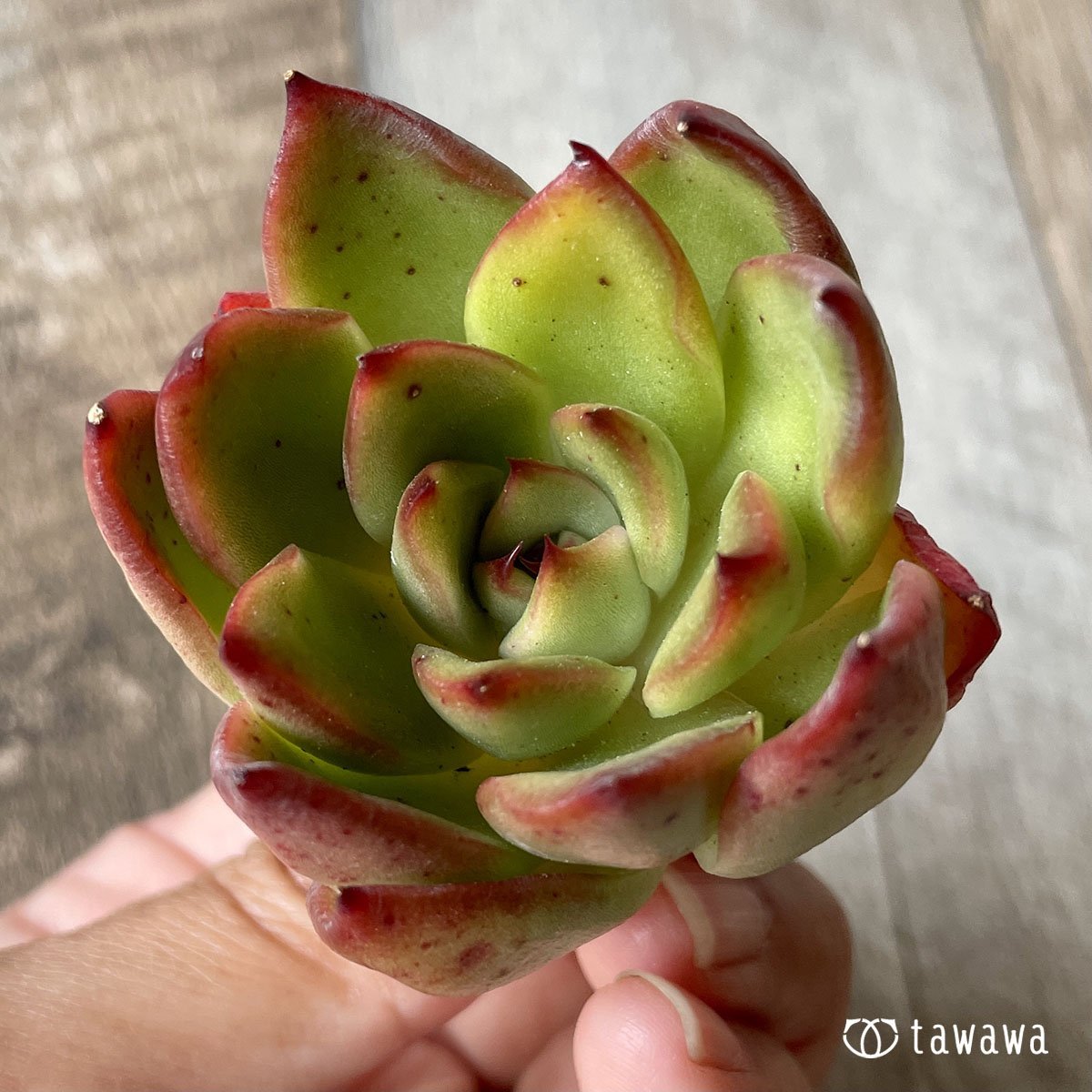 ＊新入荷＊　ユートピア - 多肉植物の通販・販売サイト tawawa