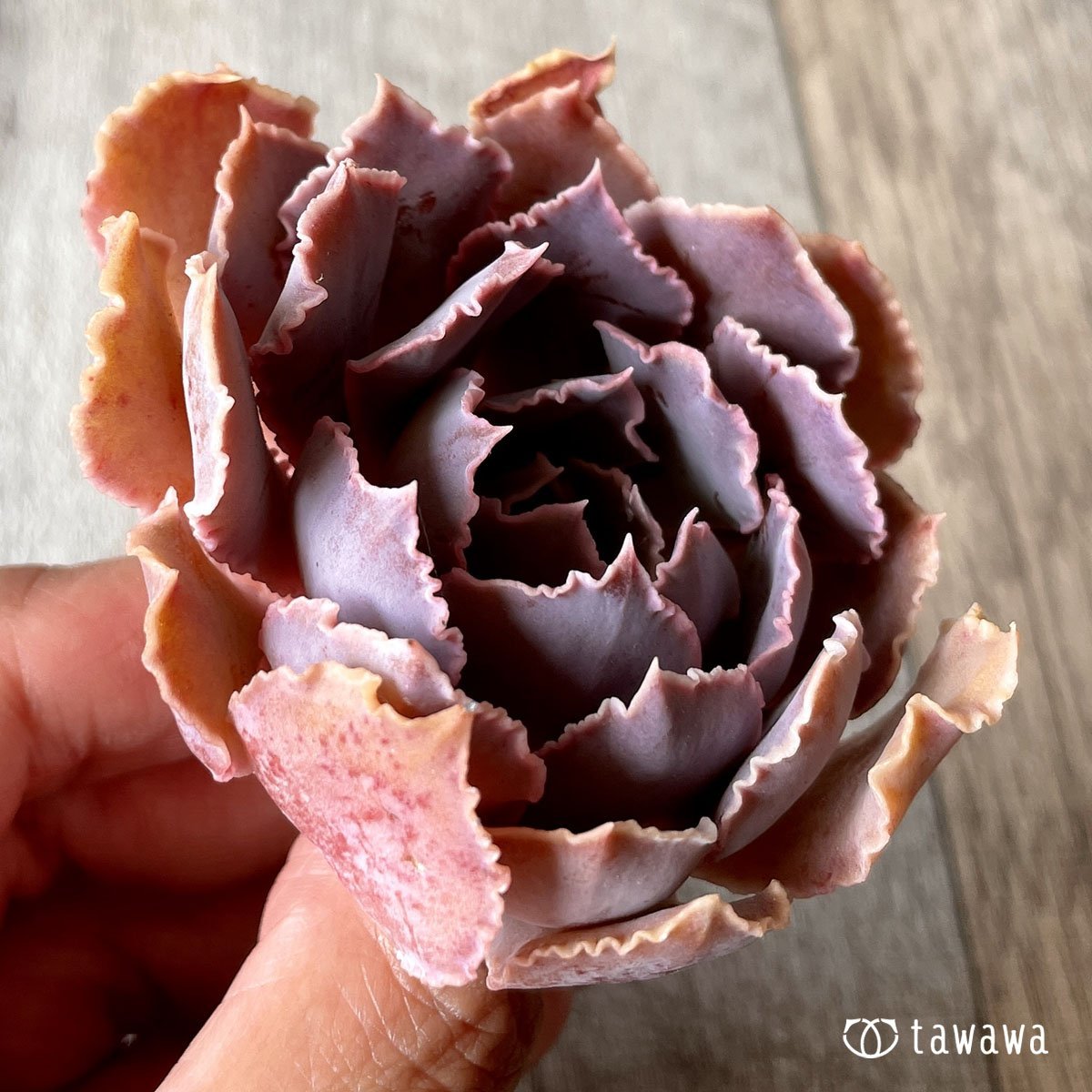 ＊八ヶ岳＊　シャビアナ - 多肉植物の通販・販売サイト tawawa