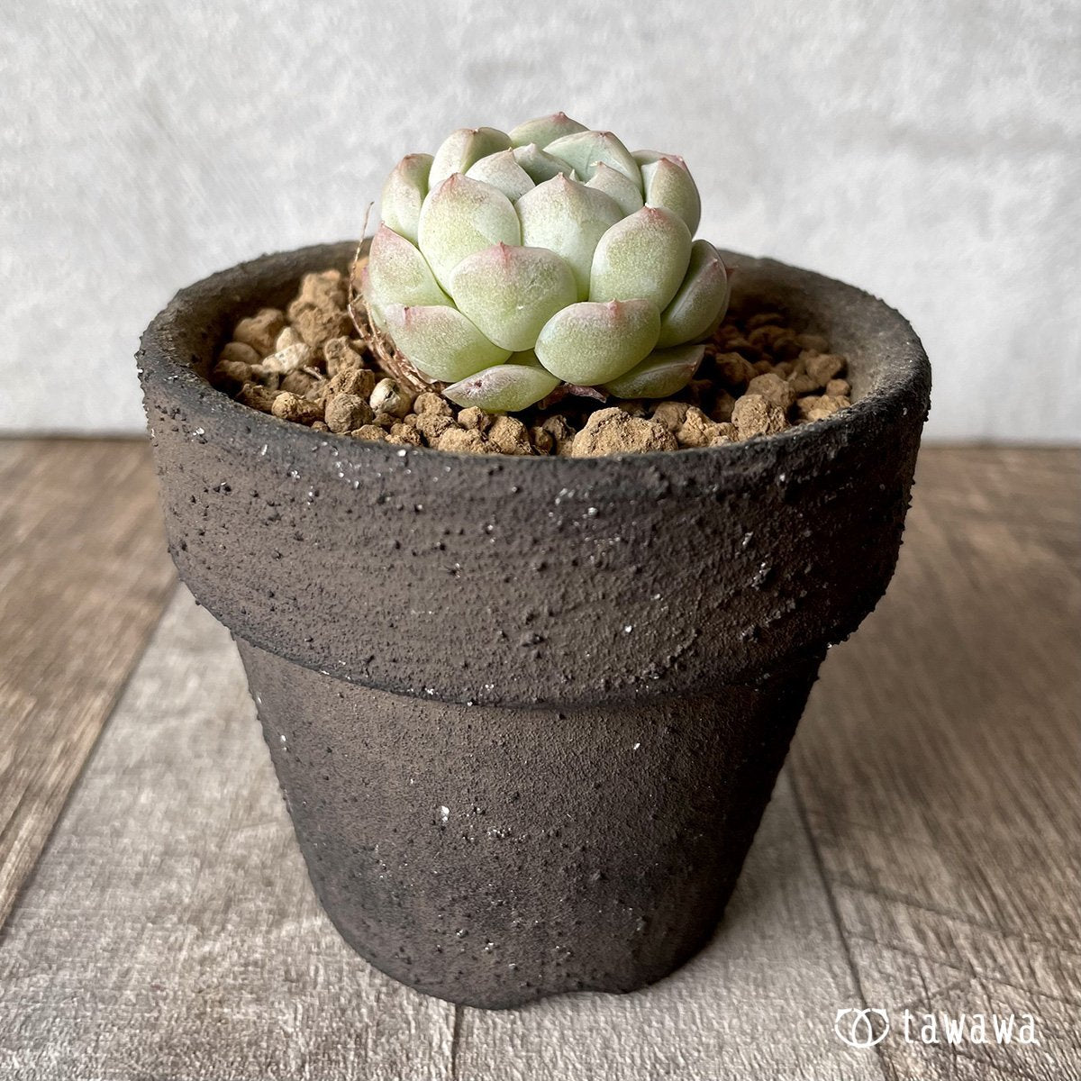＊新入荷＊　アルバ② - 多肉植物の通販・販売サイト tawawa