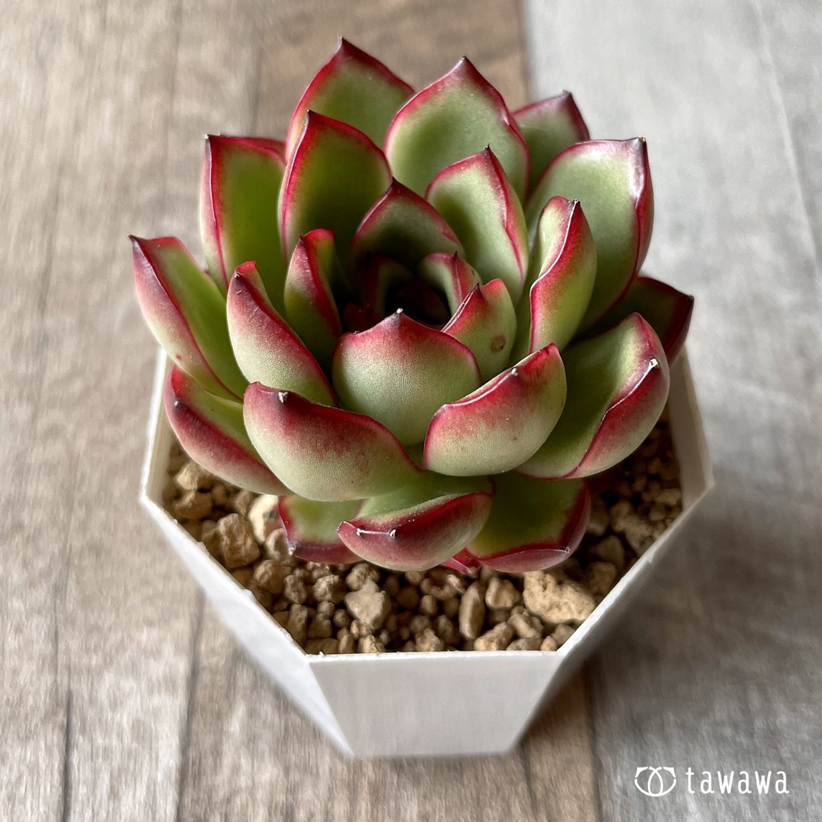 ＊新入荷＊　ポーラローズ - 多肉植物の通販・販売サイト tawawa