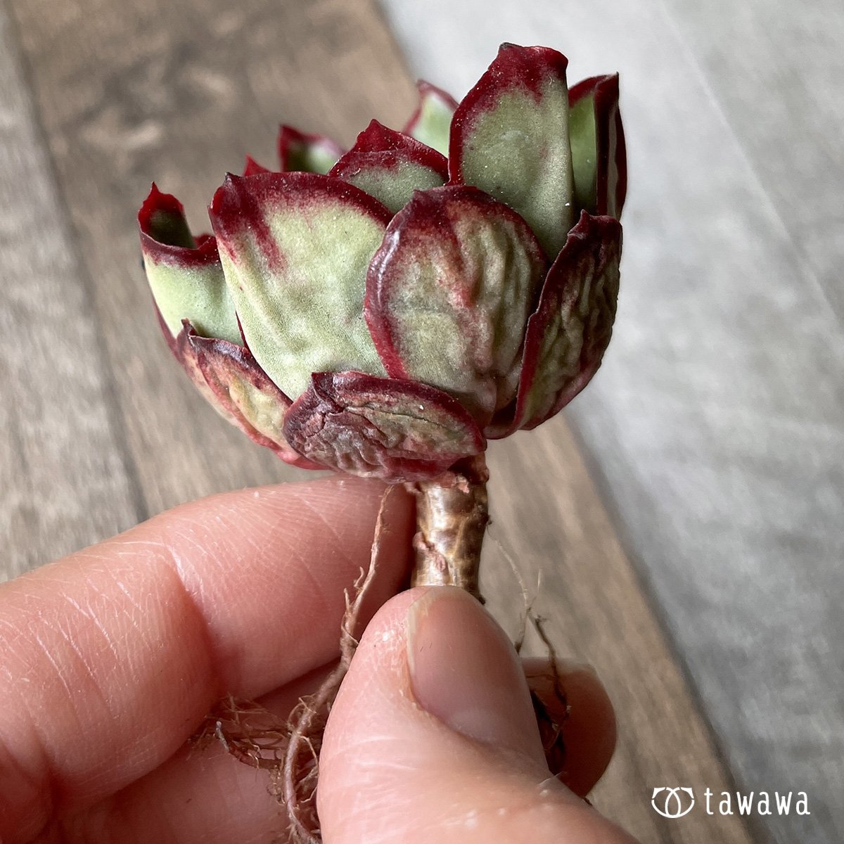＊新入荷＊　ロンギニ - 多肉植物の通販・販売サイト tawawa