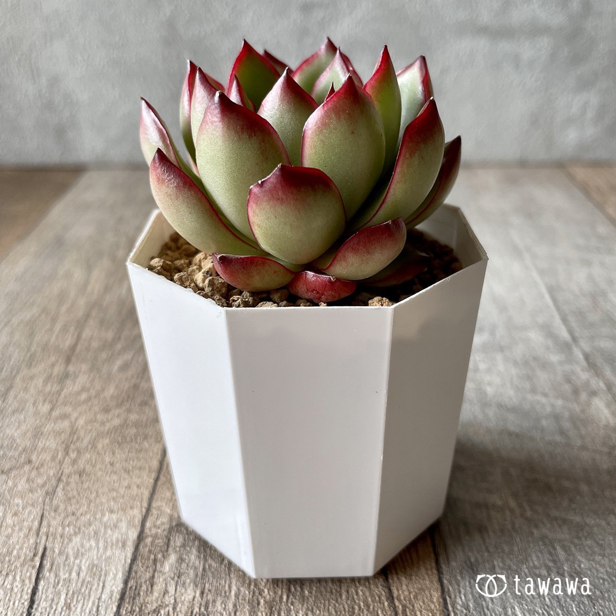 ＊新入荷＊　ポーラローズ - 多肉植物の通販・販売サイト tawawa