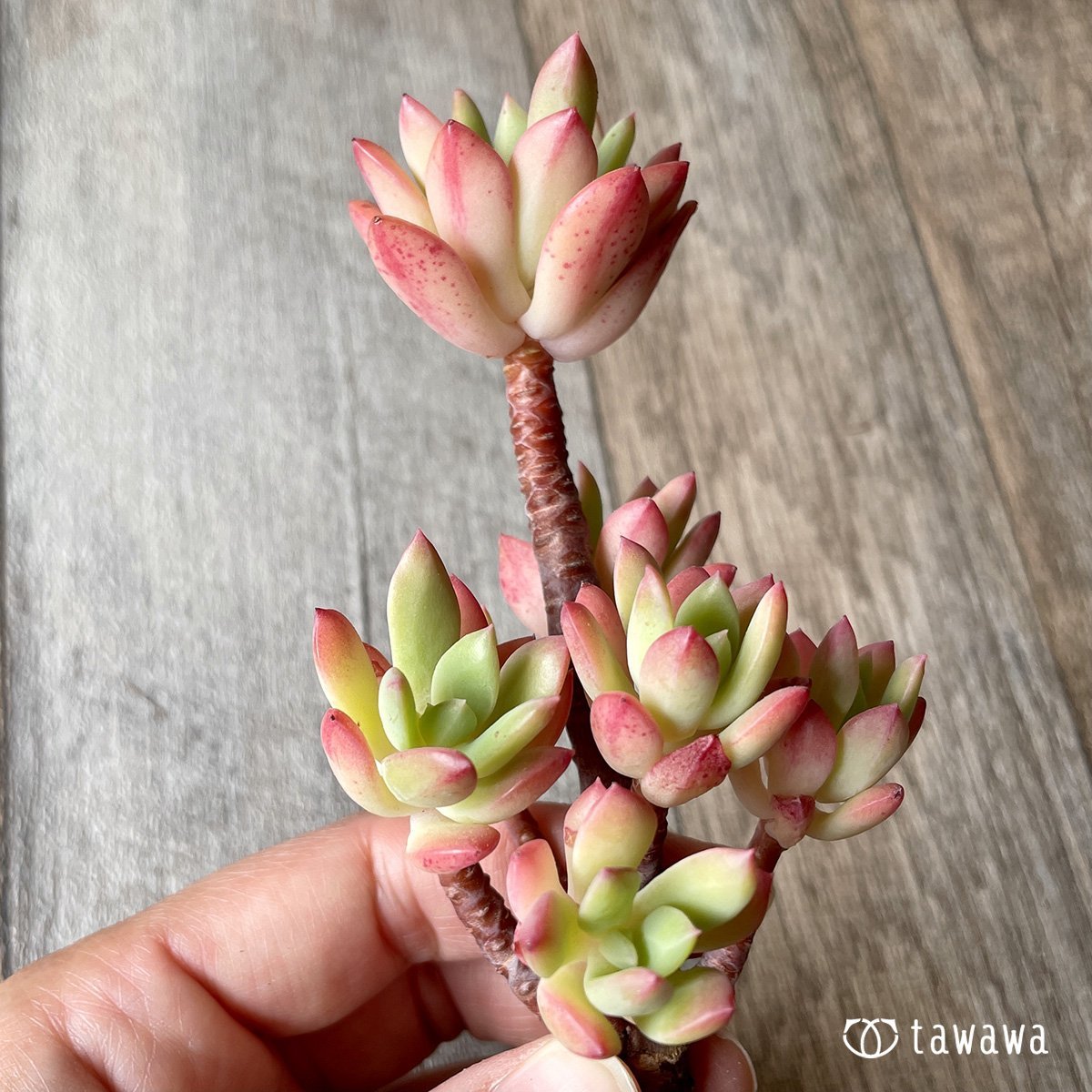 ＊新入荷＊　ミニベル群生 - 多肉植物の通販・販売サイト tawawa