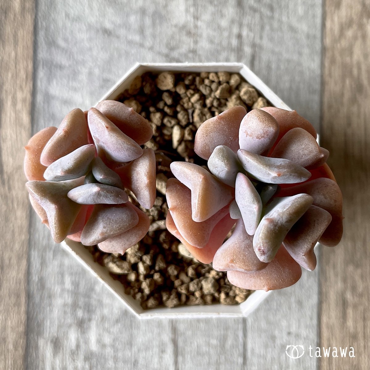 ＊新入荷＊　キュービックフロスト - 多肉植物の通販・販売サイト tawawa