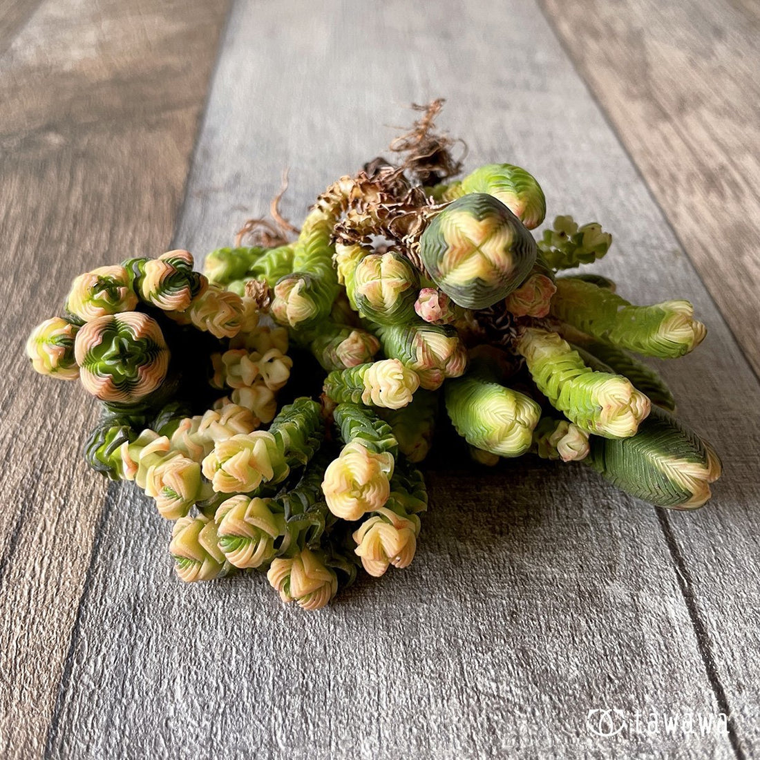 *新入荷* ミニブッダテンプル - 多肉植物の通販・販売サイト tawawa