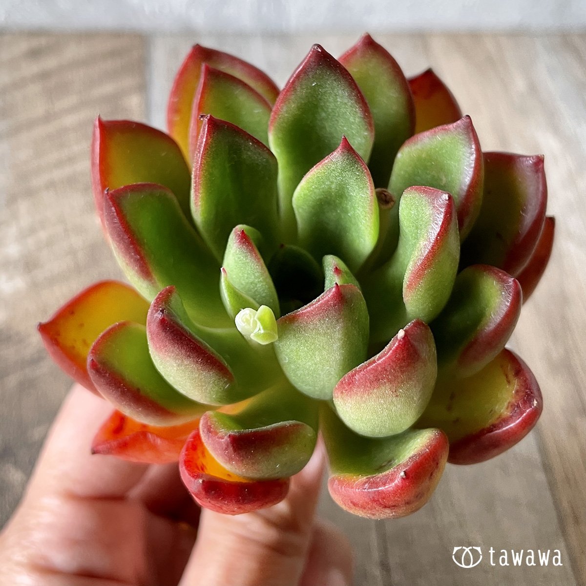 ＊新入荷＊　ロンエバンス - 多肉植物の通販・販売サイト tawawa