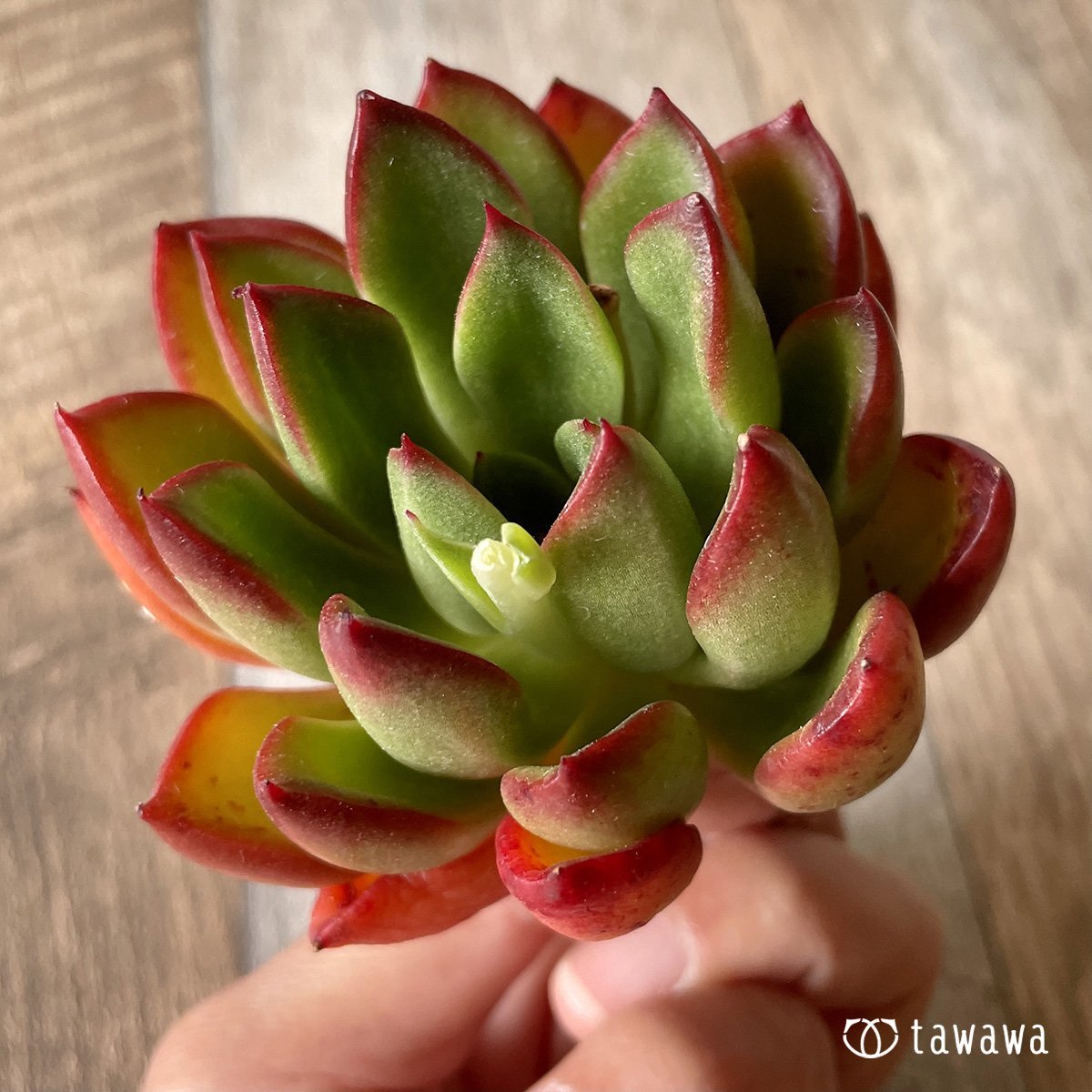 ＊新入荷＊　ロンエバンス - 多肉植物の通販・販売サイト tawawa