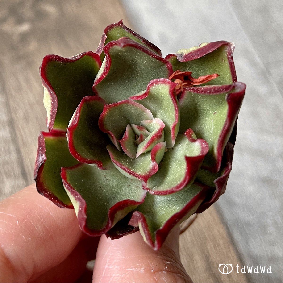 ＊新入荷＊　ロンギニ - 多肉植物の通販・販売サイト tawawa