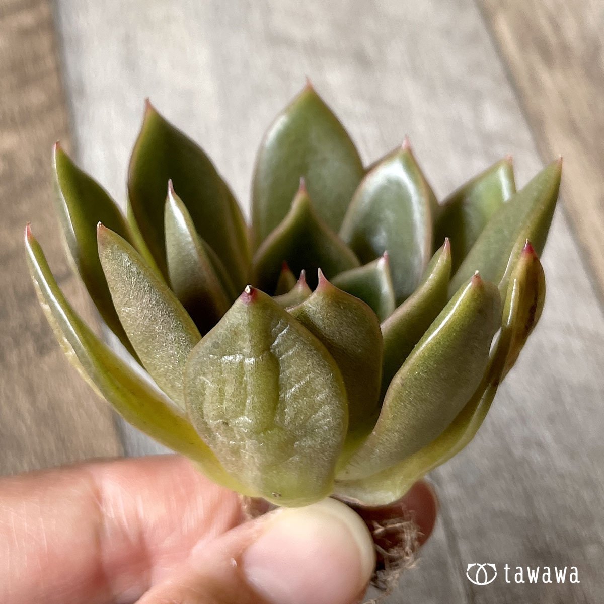 ＊新入荷＊　ウォルシャー - 多肉植物の通販・販売サイト tawawa